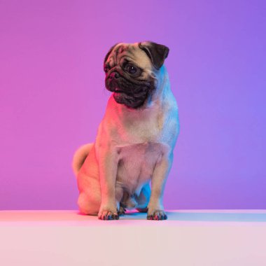 Safkan pug-dog portresi, neon ışıkta mor renkli arka planda izole edilmiş..