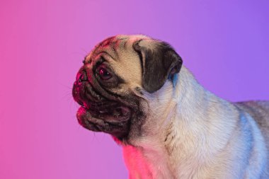 Safkan pug köpeğinin yakın plan portresi, neon ışıklı pembe arka planda izole edilmiş..