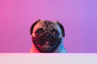 Safkan pug-dog portresi, neon ışıkta mor renkli arka planda izole edilmiş..