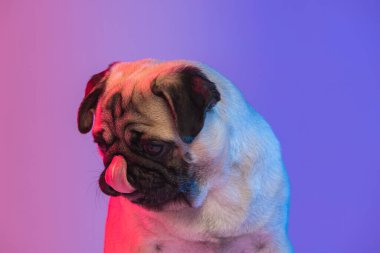 Safkan köpek portresi, parlak ışıkta pembe arka planda izole edilmiş şirin bir köpek..