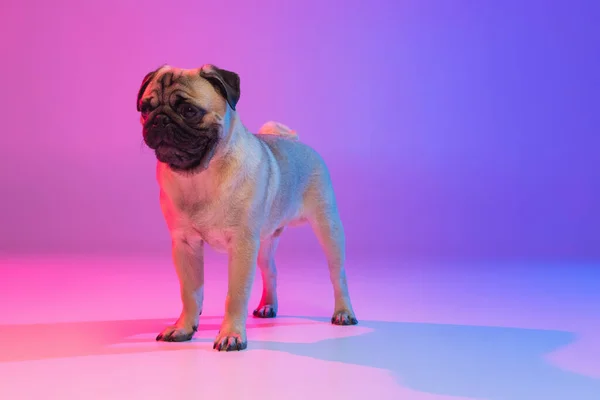 Retrato de pug-cão puro isolado sobre gradiente roxo fundo rosa em luz de néon. — Fotografia de Stock