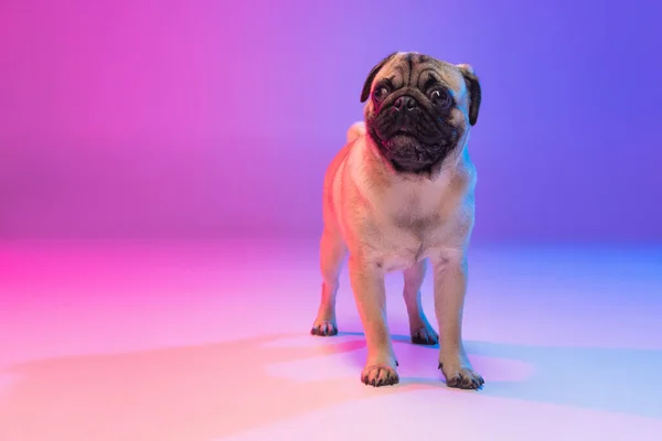 Portret van rasechte pug-dog geïsoleerd over hellend paars roze achtergrond in neon licht. — Stockfoto