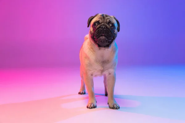 Portret van rasechte pug-dog geïsoleerd over hellend paars roze achtergrond in neon licht. — Stockfoto