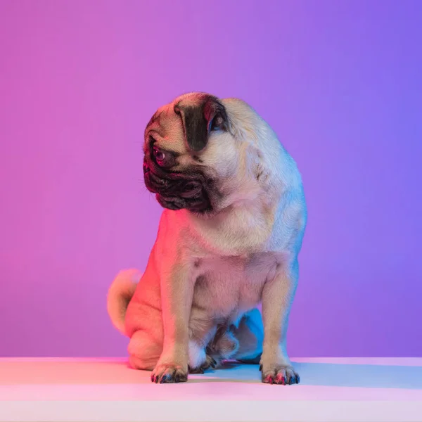 Portret van rasechte pug-dog geïsoleerd over hellend paars roze achtergrond in neon licht. — Stockfoto