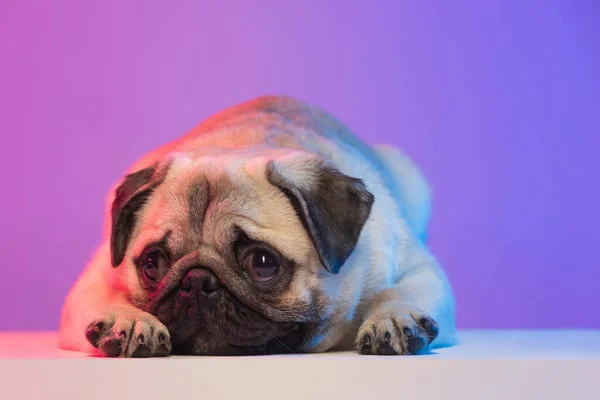 Retrato de primer plano de pug de pura raza aislado sobre fondo rosa púrpura degradado en luz de neón. — Foto de Stock