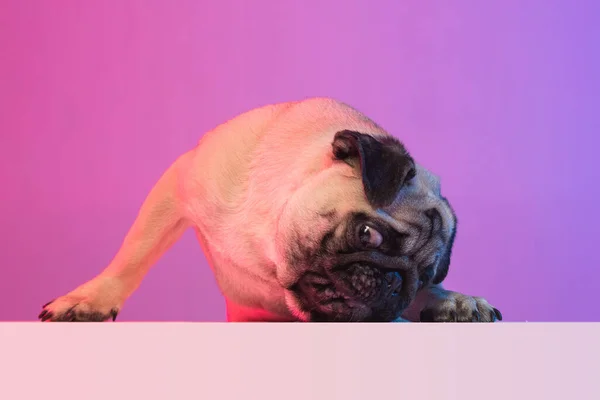 Retrato de pug de pura raza aislado sobre fondo rosa púrpura degradado en luz de neón. — Foto de Stock