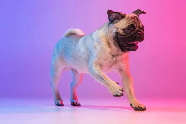 Retrato de pug-dog de raza pura corriendo alegremente aislado sobre el fondo rosa púrpura degradado en luz de neón. — Foto de Stock