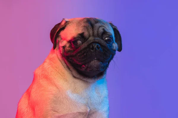 Nahaufnahme Porträt des niedlichen lächelnden reinrassigen Hundes, Mops isoliert über Gradient lila rosa Hintergrund in Neonlicht. — Stockfoto