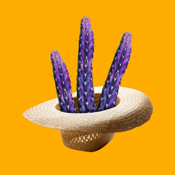 Kreatywna wyobraźnia. Kolorowe kaktusy wyrastające z kapelusza. Koncepcja sztuki współczesnej, kreatywność. — Zdjęcie stockowe