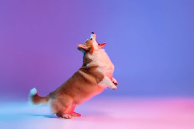 Mor arka planda neon ışıkta izole edilmiş şirin, zeki Corgi atlayışının stüdyo fotoğrafı. Yan görünüm