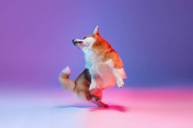 Küçük şirin Corgi 'nin oynadığı stüdyo görüntüsü, neon ışıklarıyla izole edilmiş mor stüdyoda eğleniyor..