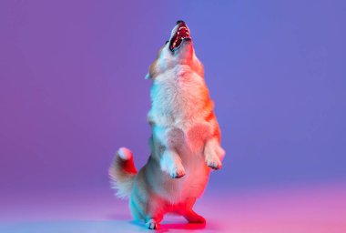 Mor stüdyo arka planında pembe neon ışıkta izole edilmiş şirin Corgi köpeğinin portresi..