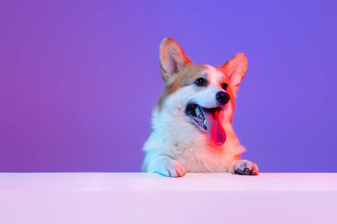 Mor stüdyo arka planında pembe neon ışıkta izole edilmiş dili çıkmış komik, güzel bir Corgi köpeği..