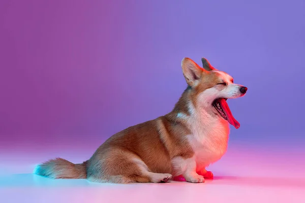 Portrait of cute beautiful corgi dog posing isolated on purple background in pink neon light. Side view — Stock Photo, Image