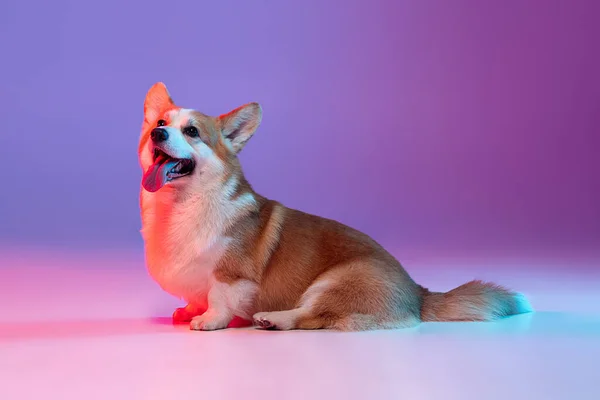 Portré aranyos szép corgi kutya pózol elszigetelt lila stúdió háttér rózsaszín neon fény. — Stock Fotó