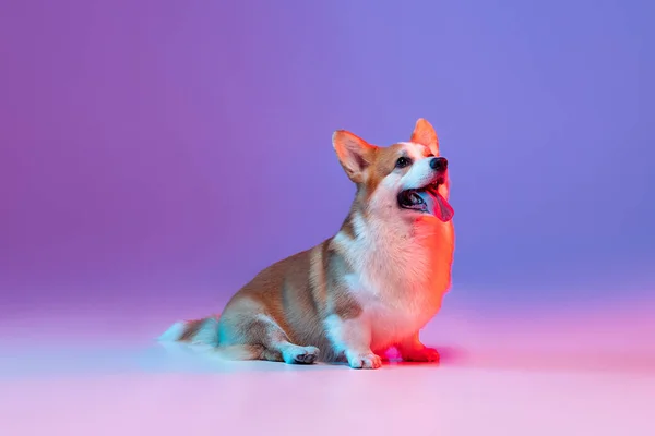 Portrait of cute beautiful corgi dog posing isolated on purple studio background in pink neon light. — Stock Photo, Image