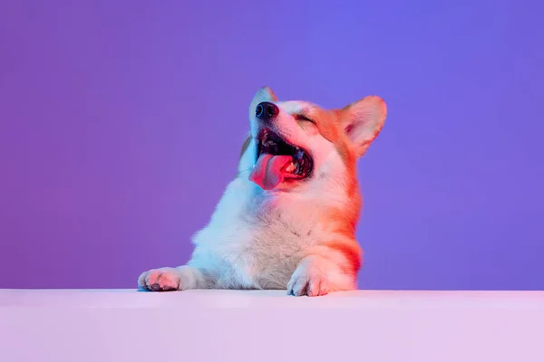 面白いです少し美しいですコルギ犬でスティックアウト舌絶縁上の紫のスタジオバックグランドでピンクネオンライト. — ストック写真
