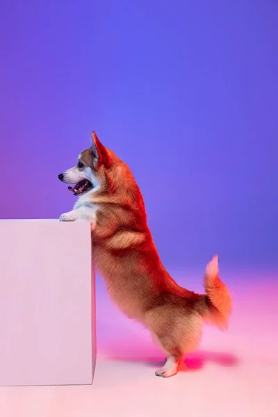 Side view. Funny little beautiful corgi dog leaning against large white box on purple studio background in neon light. — Stock Photo, Image