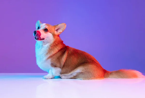 Nice funny corgi dog licks its muzzle posing isolated on purple studio background in pink neon light. Side view — Stock Photo, Image