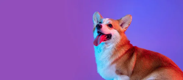 Flyer portré szép vicces corgi kutya pózol elszigetelt lila stúdió háttér rózsaszín neon fény. — Stock Fotó