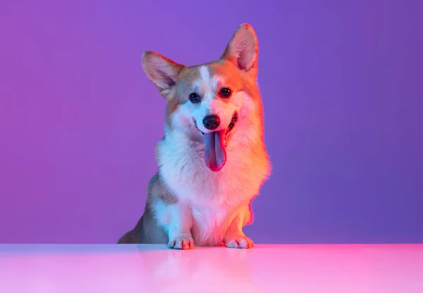 Pěkný legrační corgi pes pózovat izolované na fialové pozadí studia v růžové neonové světlo. — Stock fotografie