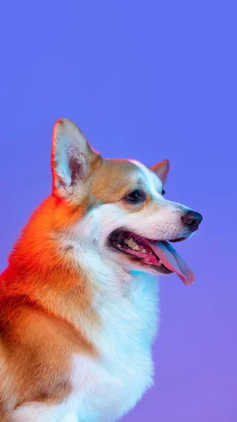 Funny little beautiful corgi dog, pet looks away isolated on purple studio background in pink neon light. Side view — Stock Photo, Image