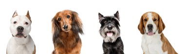 Portraits of four cute smiling purebred dogs sitting isolated over white studio background. Flyer