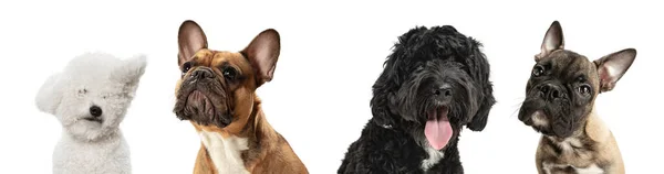 Portraits of four cute smiling purebred dogs, terriers and bulldogs sitting isolated over white studio background. Flyer — Photo