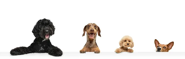 Porträts von vier niedlichen lächelnden reinrassigen Hunden, groß und klein, die isoliert auf weißem Studiohintergrund sitzen. Flyer — Stockfoto