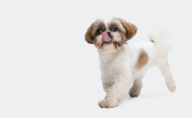 Şirin, tüylü bir köpek, beyaz stüdyo arka planında izole edilmiş küçük bir Shih Tzu köpeği. Reklam için kopyalama alanı.