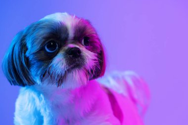 Şirin küçük Shih Tzu köpeğinin yakından çekilmiş portresi mor neon arka planda izole bir şekilde duruyor..