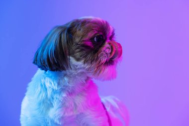 Şirin küçük Shih Tzu köpeğinin yakından çekilmiş portresi mor neon arka planda izole bir şekilde duruyor. Yan görünüm