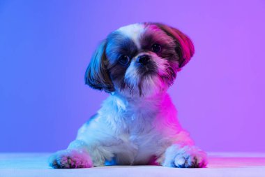 Küçük şirin Shih Tzu köpeğinin portresi. Kafası bir tarafa eğilmiş, mor neon arka plan üzerinde izole bir şekilde yerde yatıyor..