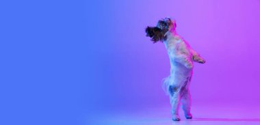 Arka ayakları üzerinde duran sevimli küçük Shih Tzu köpeğinin portresi olan el ilanı. Gradyan pembe neon arka planda izole edilmiş..
