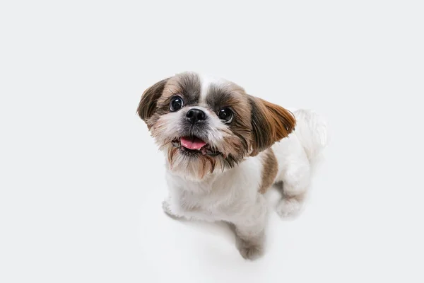 Gros plan portrait de chien Shih Tzu joyeux mignon posant isolé sur fond de studio blanc. — Photo