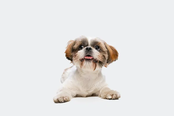 Portrait de chien Shih Tzu joyeux mignon couché sur le sol et regardant vers le haut isolé sur fond de studio blanc. — Photo
