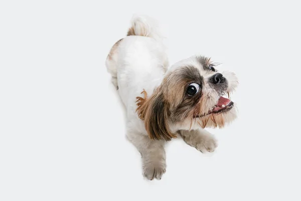 Ritratto di divertente divertente cane Shih Tzu isolato su sfondo bianco studio. Copyspace per l'annuncio. — Foto Stock