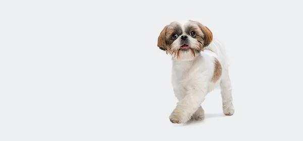 一只可爱的绒毛小狗，小石子狗被隔离在白色的工作室背景。广告的复制空间。传单 — 图库照片