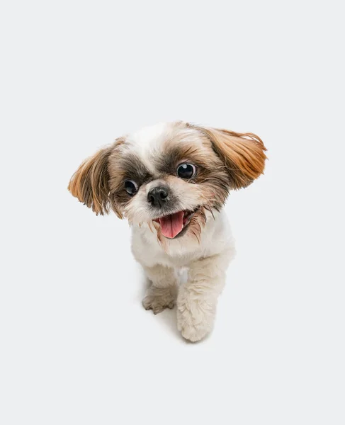 Un simpatico cagnolino Shih Tzu con morbide orecchie lunghe isolato su sfondo bianco studio. Copyspace per l'annuncio. — Foto Stock