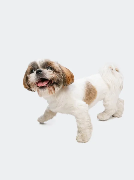 Одна игривая маленькая Ши-Цзы собака с пушистыми длинными ушами изолирована на белом фоне студии. Копирование для рекламы. — стоковое фото