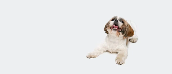 Volantino. Ritratto di carino gioioso Shih Tzu cane sdraiato sul pavimento e guardando verso l'alto isolato su sfondo bianco studio. — Foto Stock