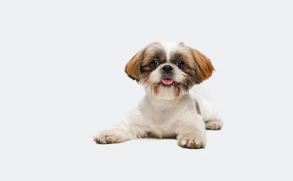 Portrait de chien Shih Tzu joyeux mignon couché sur le sol et regardant la caméra isolée sur fond de studio blanc. — Photo