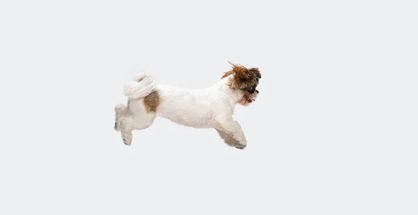 Muotokuva söpö iloinen Shih Tzu koira lentää, hyppäämällä eristetty yli valkoinen studio tausta. Sivukuva. — kuvapankkivalokuva