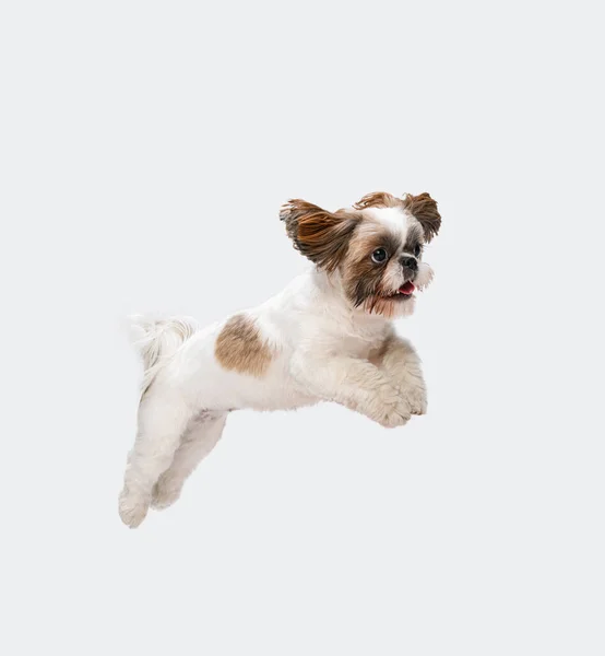 Retrato de bonito alegre Shih Tzu cão jogando, pulando isolado sobre fundo estúdio branco. Vista lateral — Fotografia de Stock