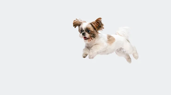 Portrait de chiot Shih Tzu joyeux mignon volant, sautant isolé sur fond de studio blanc. Dépliant. — Photo