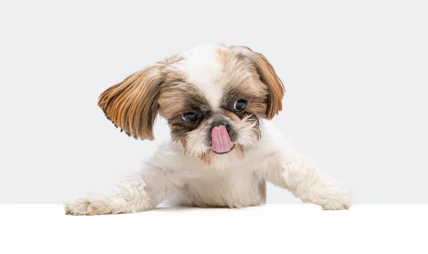 En lekfull liten Shih Tzu hund med fluffiga långa öron isolerade över vit studio bakgrund. Copyspace för annons. — Stockfoto