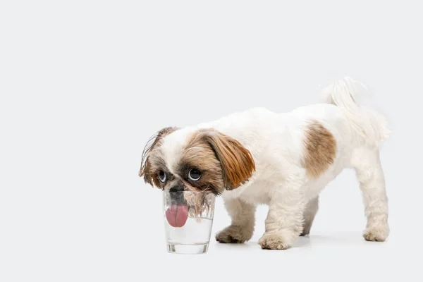 一只可爱的小石子狗喝着玻璃杯中的水，隔离在白色工作室的背景中。广告的复制空间. — 图库照片