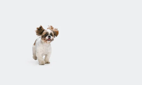 Un petit chien Shih Tzu mignon avec de longues oreilles pelucheuses isolées sur fond de studio blanc. Espace de copie pour la publicité. — Photo