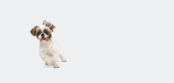 Retrato de cão Shih Tzu bonito alegre correndo rápido isolado sobre fundo estúdio branco. Folheto. — Fotografia de Stock