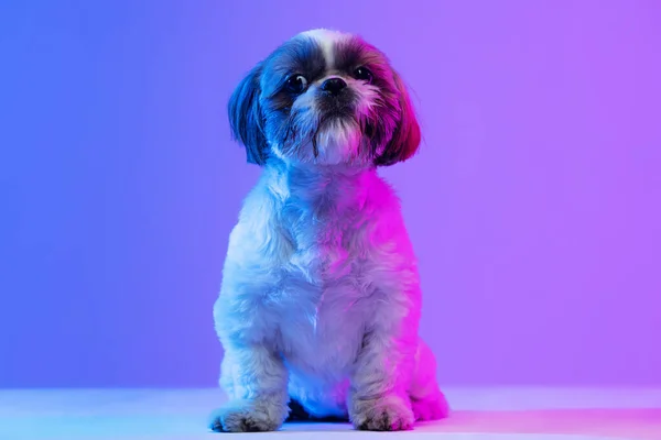 Retrato de lindo perro Shih Tzu sentado en el suelo aislado sobre fondo de neón púrpura. — Foto de Stock